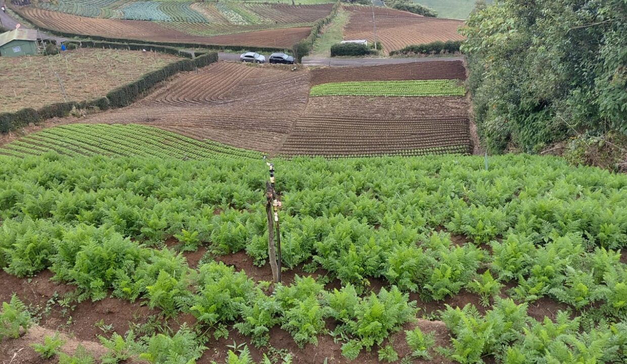Mitad de lote sembrado