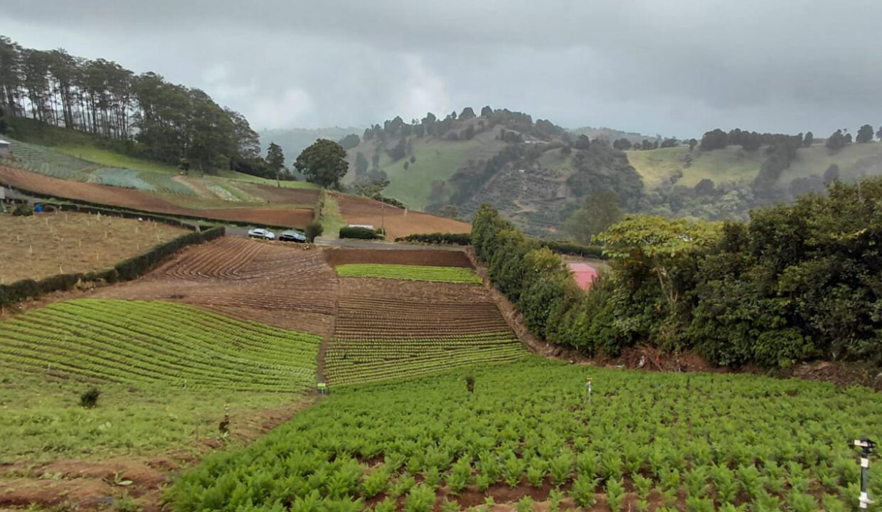 Mitad de lote sembrado_