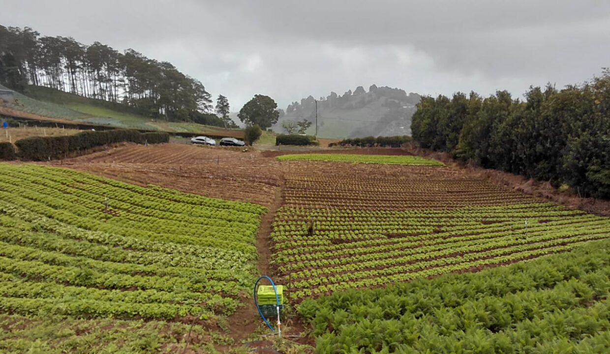 Mitad de lote sembrado__